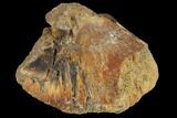 Unidentified Dinosaur Bone Section - Aguja Formation, Texas #116729-1